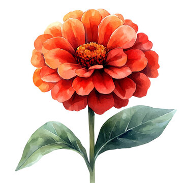 orange watercolor zinnia flower on white clip art preview