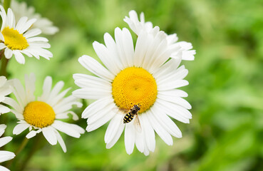 A hoverfly rests on the center of a vibrant white daisy, surrounded by other daisies in a lush...