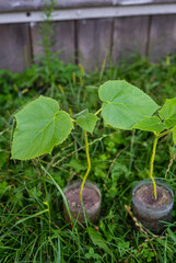Two young paulownia saplings, grown in recycled containers, thrive amidst lush green grass