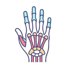  Carpals Anatomy Icon Design