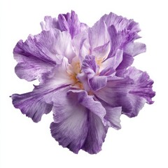 Striking Purple Iris Flower Blossom, Photography on White Background - Floral Beauty, Delicate Petals, Botanical Art, Springtime Bloom