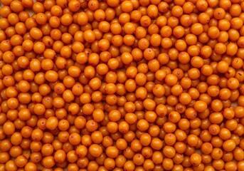 Fototapeta premium Sea buckthorn berries shine with vibrant orange color