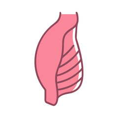  Internal Oblique Muscle Anatomy Icon Design