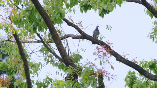 Bird,Pigeon,Perch,Branc,Breeze,Pigeon is Resting