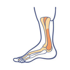  Lateral Malleolus Anatomy Icon Design