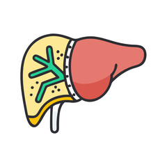  Creative Liver Anatomy Icon