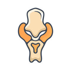  Pisiform Bone Anatomy Icon Design