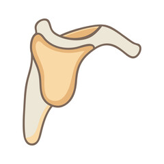  Scapula Bone Structure Anatomy Icon