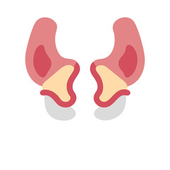  Creative Sphenoid Bone Anatomy Icon