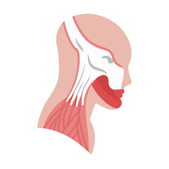  Sternocleidomastoid Muscle Anatomy Icon Design
