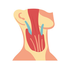  Modern Sternocleidomastoid Muscle Anatomy Icon