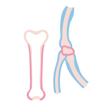  Styloid Process Ulna Anatomy Icon Design
