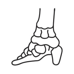  Stylish Talus Bone Anatomy Icon