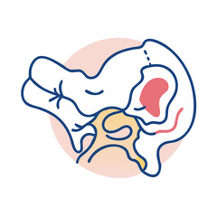  Creative Temporal Bone Anatomy Icon