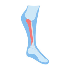  Creative Tibial Plateau Anatomy Icon