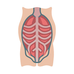  Stylish Transverse Abdominis Muscle Anatomy Icon