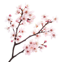 Fototapeta premium Delicate Pink Cherry on transparent background