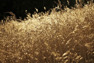 Obraz premium Golden field of tall grasses