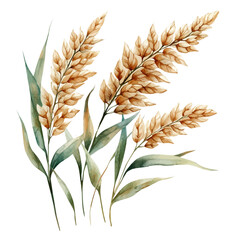 illustration of Yellow Stargrass Branch, watercolor vector, isolated on a white background.