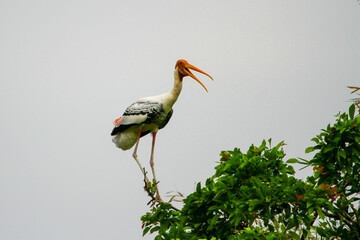 The painted stork (Mycteria leucocephala) is a large water bird in the stork family. It inhabits the wetlands of the Indian subcontinent south of the Himalayas and the lowland areas of Southeast Asia.