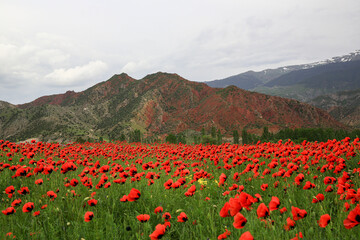 Image of a flower field decorated with red poppy flowers.