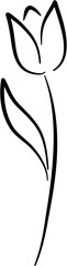 tulip line art flower decoration 
