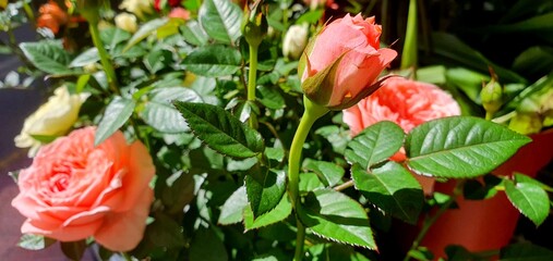 Garden rose close-up. Flower rose in the garden. Rose in a pot. Live flowers roses. Flower shop.