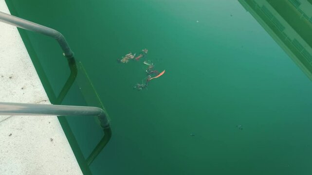 Swimming pool with dirty green water close-up.