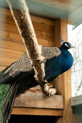 A peacock sits on a perch in a cage