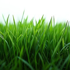 Fototapeta premium Vibrant Green Grass on White Background - Clean and Fresh Nature Image