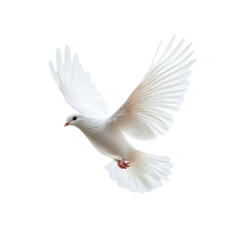 Obraz premium White dove flying isolated freedom peace hope spirit concept white background wings spread beautiful bird love purity innocence gentle faith wedding international day of peace symbol holy ghost