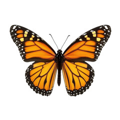 Fototapeta premium Common Tiger Butterfly or Danaus Genutia isolated on white background insect animal wildlife orange and black butterfly beautiful monarch butterfly nature wings colorful flying insect entomology