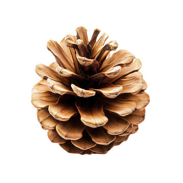 Isolated Pine Cone on White Background dry fir cone Christmas decoration nature brown wood forest natural ornament holiday winter season festive seasonal plant element detail close up macro view
