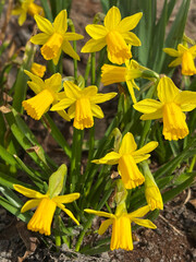 Obraz premium Yellow Narcissus flowers bloom in the garden in the spring.