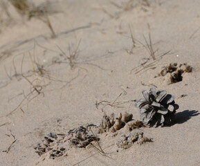 plant in the sand
