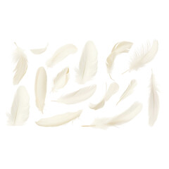 White feathers isolated on a transparent background