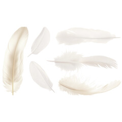 White feathers isolated on a transparent background