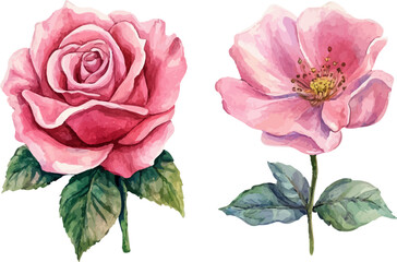 Watercolor Pink Rose