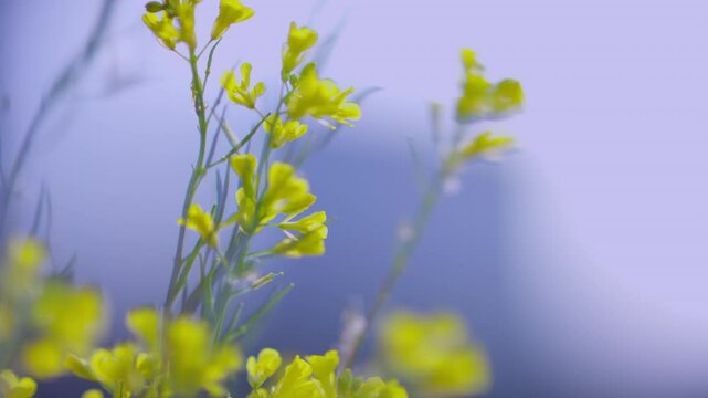 flower, grass, yellow flower, brassica, breeze, swaying, clumping, twilight