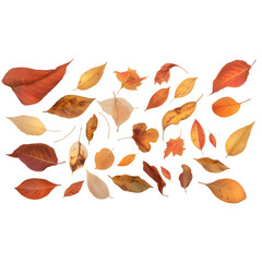 Leaves isolated on a transparent background