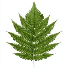 Detailed Green Fern Leaf on White Background Botanical Studio Shot