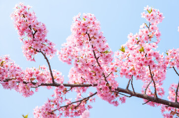kawazu cherry blossoms in the Yodo Suiro Waterway at Kyoto,Japan.