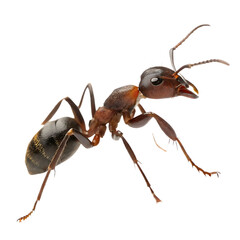 Fototapeta premium Macro Shot of an Ant Moving Along the Ground, Detailing Its Tiny Features and Precise Movement in a Close-Up Perspective