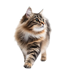 Fototapeta premium Fluffy tabby cat walking brown pet animal domestic feline kitty kitten adorable looking curious cute 100 on transparent background