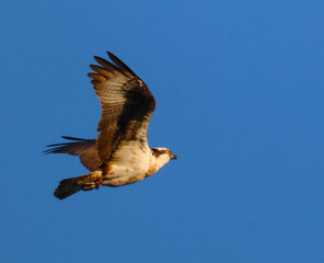 eagle in flight