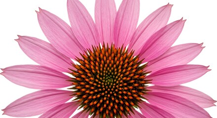 Obraz premium Pink Conical Bloom AI Generated