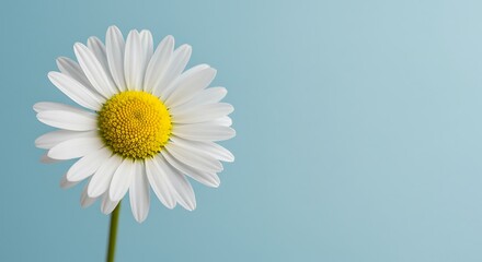 Naklejka premium Celestial Bloom AI Generated