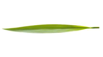 green grass leaf isolated on white background