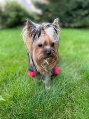 Yorkshire terrier in red jacket on green grass