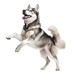 Playful Siberian Husky on transparent background